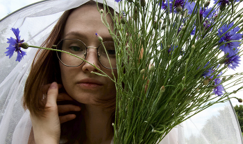 Васильки / ***