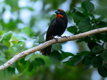 Puerto-Rican Bullfinch / Puerto-Rican Bullfinch