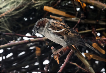 Зима. Дождь. Грусть... / Домовый воробей (Passer domesticus). Самец