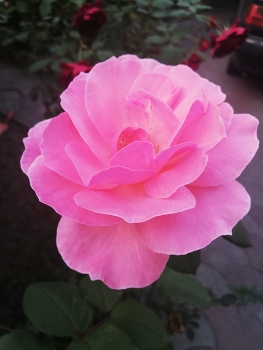 &nbsp; / Close-up of a beautiful pink rose in full bloom in a garden, with soft natural light and a blurred green background
