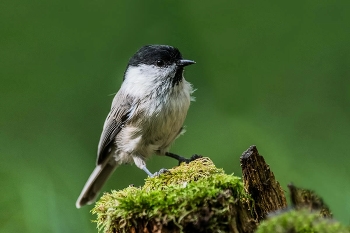Гаичка. / Черноголовая гаичка она же болотная, (лат. Poecile palustris).
