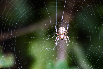 Araneus marmoreus / Крестовик мраморный (Araneus marmoreus)⁠