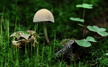 Лягушонок / Лягушонок в лесу
