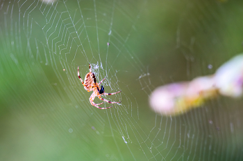 Araneus / Паук-крестовик (Araneus)