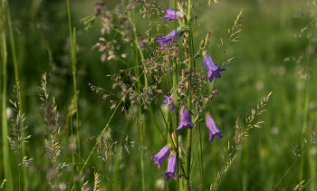 Колокольчики / Лето, природа