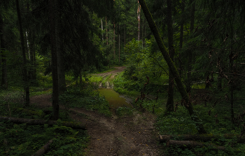 По Лесным Дорожкам / лес