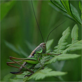Лето. / Отряд Прямокрылые - Orthoptera. 20 000 видов, из них около 80 в Европе.