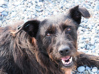 dog in Kobuleti / ***