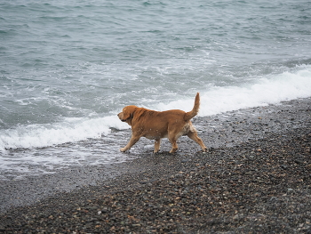 dog in Kobuleti / ***