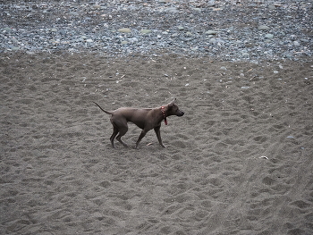 dog in Kobuleti / ***