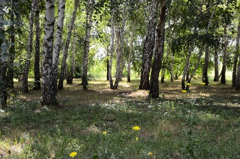 Рощица. / ***