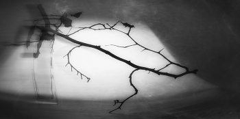 Графика. / Натюрморт.