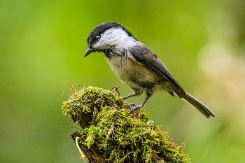 Буроголовая гаичка. / Буроголовая гаичка, или пухля́к (лат. Poecile montanus). В Красной книге Москвы имеет 2-ю категорию редкости.