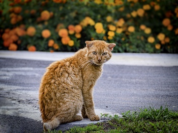 Кот / Кот