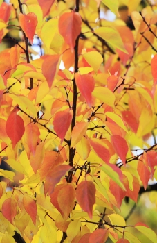 &nbsp; / .......................