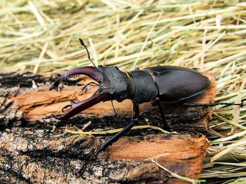&nbsp; / Hirschkäfer