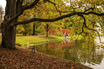 Осенняя дриада / ***