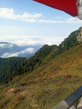 &nbsp; / Scenic mountain landscape with lush forested slopes rising above a sea of clouds under a clear blue sky. A peaceful high-altitude nature view captured from a mountain viewpoint.