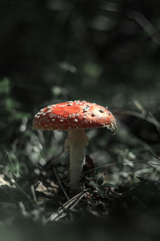 Мухомор / Лето 2026
Nikon D5300 + Helios 44-2
