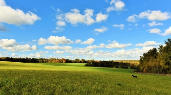 Вышли в поле погулять ... / ***