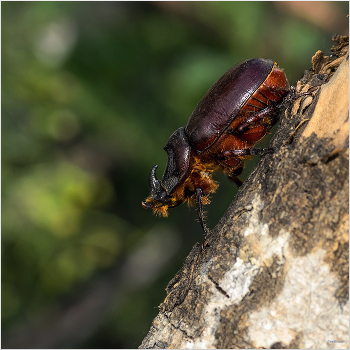 &nbsp; / Жук-носорог обыкновенный, или Дупляк-носорог (Oryctes nasicornis). Самец