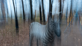 &nbsp; / ICM картинки.