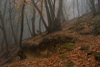 Туманное утро / Осенний лес