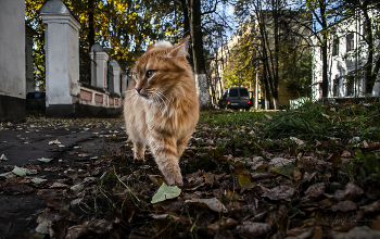 Осенний прохожий / ***