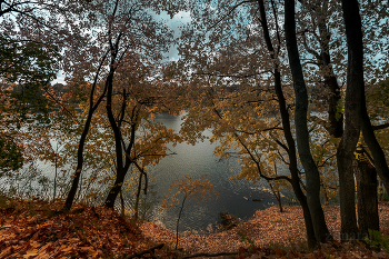 Ковёр золотой осени / Парк в Богородицке