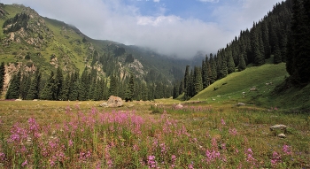 Поляна в горах / ***