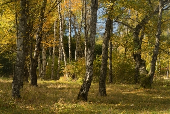 Березовая роща / Осень