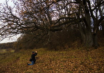 Увлечённость / Осень, облетает листва с мощных дубов в деревеньке