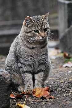 Мама - кошка... / ***