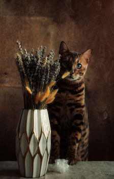 Котейка. / ***