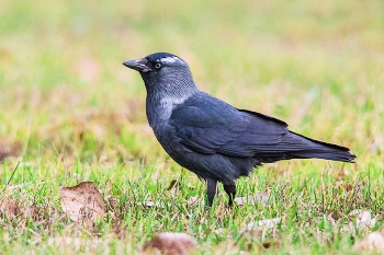 Галка... белобровая. / Галка. Обыкновенная галка (лат. Corvus monedula).
