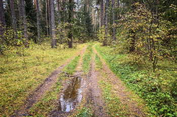 В осенний лес. / ***
