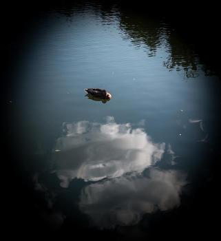 &nbsp; / Duck