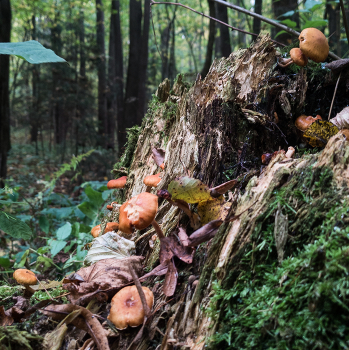 &nbsp; / Mushrooms
