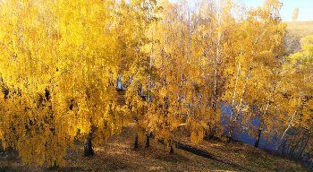 Золото осени / ***