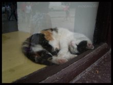 kitty / ............