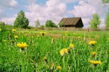 лето в деревне / *****