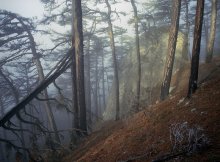 на склонах Ай петри / плато  Ай петри-место для севастопольцев где зимою бывает зима