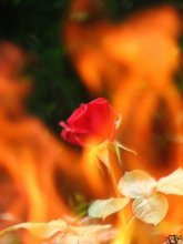 Flame&amp;Rose / Flame&amp;Rose