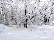 Зимний лес / Снег, деревья