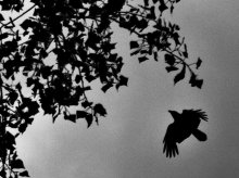 raven / nothing
