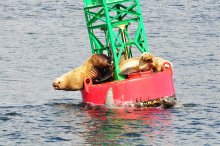 Место под солнцем / морские котики и львы