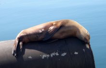 сладкий сон / пригрелся