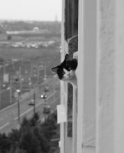 Бесстрашная соседка / Совершенно случайная фотография: выглянула как-то в окно, а на меня смотрит кошка :)