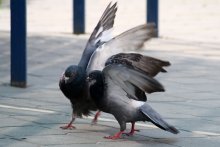 Вызов / голубиный диптрих