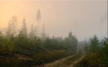 Утро в лесу / сентябрь2009